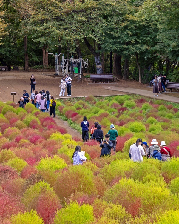 ÄÚ½º¸ð½º¿Í ´ð½Î¸®