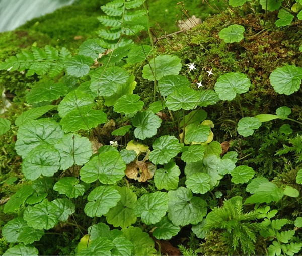 �߻�����, �������Ǳ�