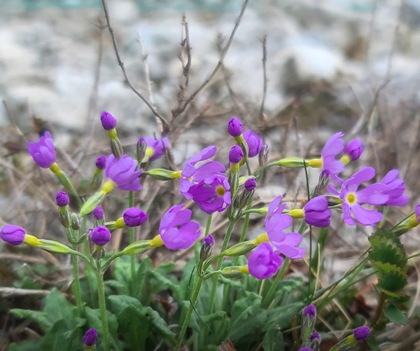 ���߻� ������