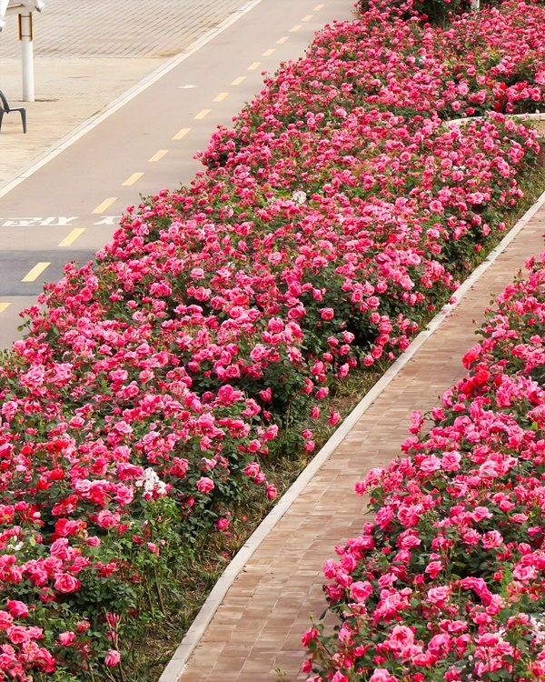 ����� ����