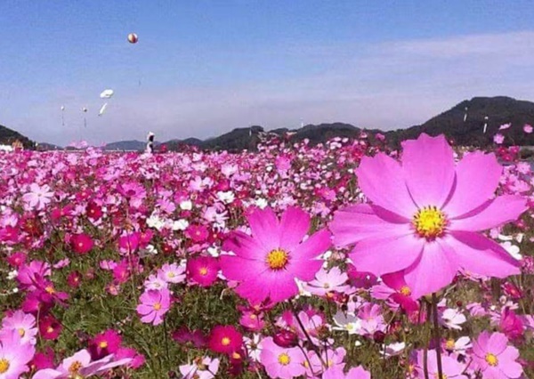 �鸶���� �ڽ��𽺱�